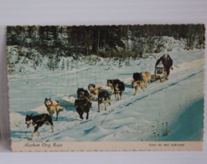 ... dog rac e color post card alaska memento souvenir mushing winter dog