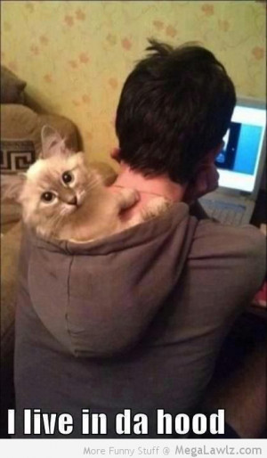funny-cat-lives-in-the-hood-pictures