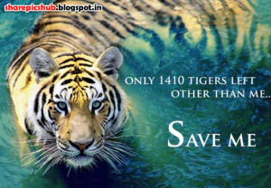 Save Tigers Slogans in English Poster Wallpapers | Save Tigers Quotes ...