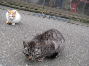 Stray Cat Stray cats of japan