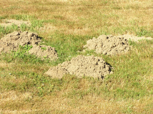 Mountain Mole Hill Out Of