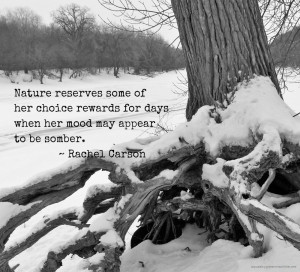 Rachel Carson quote with snowy tree: Nature reserves some of her ...