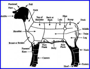 parts of a lamb: Lambs Ffa, Sheep 4H, Black Sheep, Sheep Body