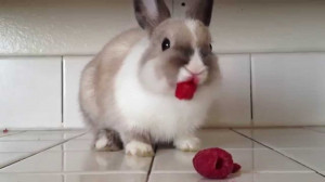 bunny-eating-raspberries-ends.jpg