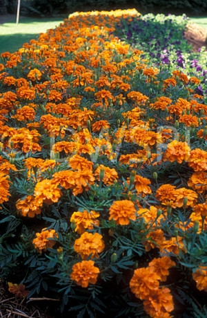 Stock Photo Image Flower...