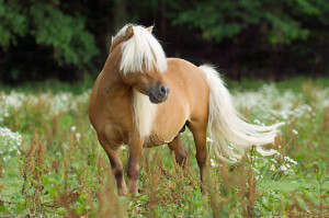 Miniature Horses Stallions