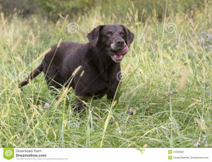Chocolate Labrador Retriever...