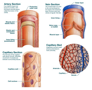 Arteries Veins and Capillaries Structure