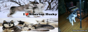 Funnies pictures about Siberian Husky My Love Quotes