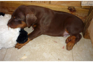 Red Dobermans Available
