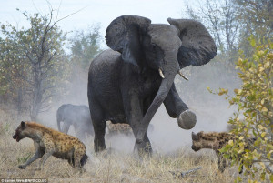 Stampede! The furious mother elephant blunders into battle to save her ...