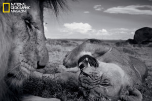 大炮弱爆了 国家地理摄影师用无人机近距离偷拍非洲 ...
