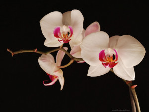 orchids flowers wallpaper orchids flowers wallpaper orchids flowers ...