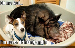 God never drinking again dog and pig