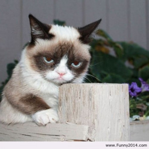 ... grumpy cat quotes tumblr dancys stupid mouth hugh dancy running like