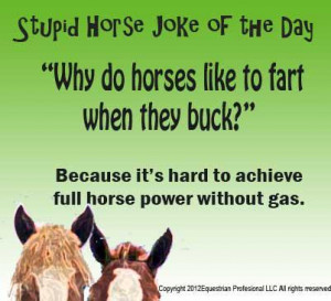 Stupid Horse Joke of the Day