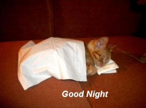 .com/pictures/funny-animal-pictures/funny-cat-pictures/good-night ...