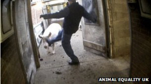 RSPCA inspects Norfolk 'pig abuse' farms after filming