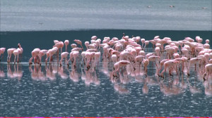 HD Flamingo / Walking / Tanzania – Stock Video # 353-241-350