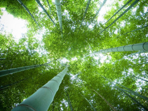 Stuart Wilde (Amazing Grace)