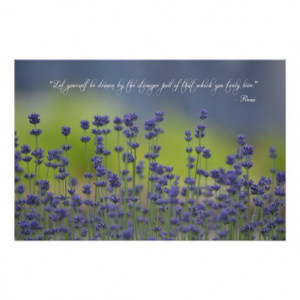 Lavender with Quote Posters