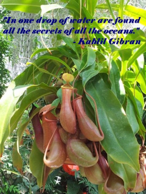 Pitcher plants as tiny ecosystems – educational microcosms for IBSE