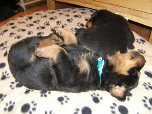 Picture of funny of rottweilers puppies sleeping one sleeping on it's ...