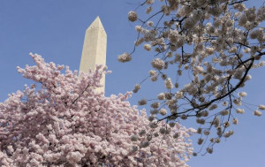 Cherry blossoms are in full flower under the Washington Monument near ...