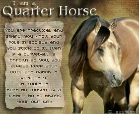 ah the quarter horse the most common breed of horse owned in america ...