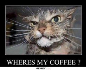 funny angry cat coffee
