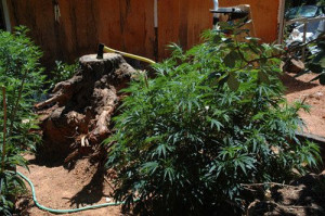 Habits of Highly Effective Pot Growers