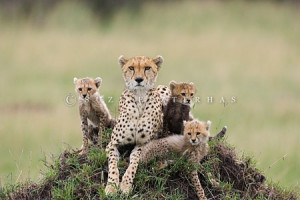Cheetah mom and baby by Suzi Eszterhas