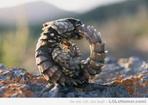 Funny_Pictures_armadillo-girdled-lizard_7537.jpeg