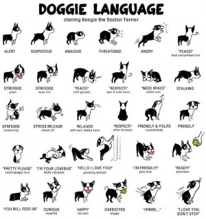 Doggie Language: