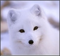 Arctic Fox Wild Animals