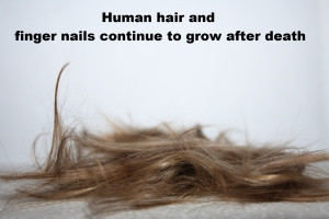 Human hair and finger nails continue to grow after death.