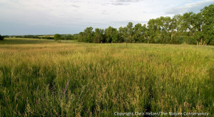 This smooth brome-dominated grassland is of very little to most ...