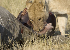 Lions Eating Animals
