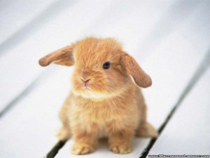 Funny rabbit, funny rabbit pictures, pictures of rabbits