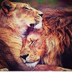 every king needs a queen more photos wild cat big cat lion king of ...