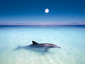 Beautiful dolphin on the beach with white moon in blue sky background ...