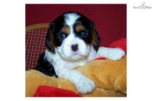 Free Quotes Pics on: Cavalier King Charles Spaniel Puppies 8 Weeks Old
