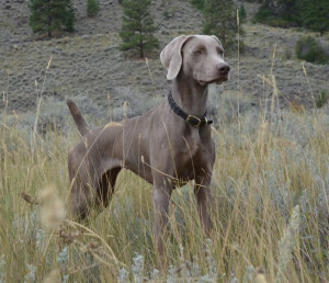 Primal instinct.Weimaraner Weimag, Adorable Weimaraner, Primal ...