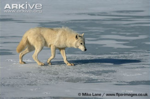 Arctic wolf walking on frozen lake, side view