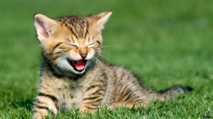 Download wallpaper Funny Kitten: