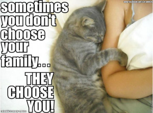 ... Cat definitely chose me... love her Kitty Cat, Feral Cat, Quote, Pets