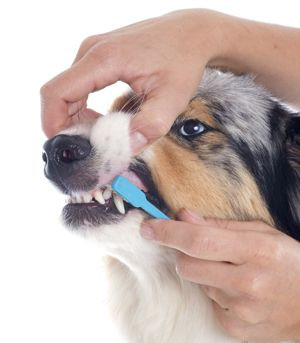 ... Dental, Dogs Care, Dental Care, Pet Dental, Dogs Dental, Dogs Health