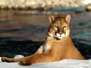 The Puma | A Beautiful Wild Animal