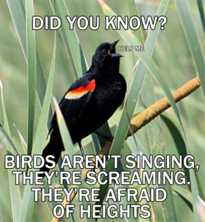 Funny photos funny birds screaming help