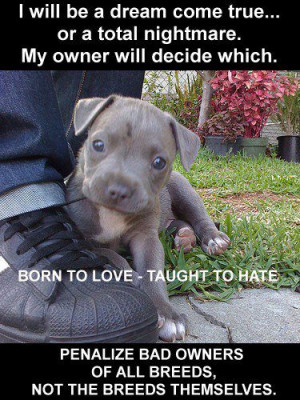 Dogs - Puppy - Pit Bull - Born to love - taught to hate